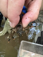 Faxonius erichsonianus