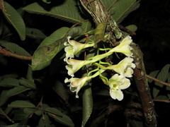 Rodriguezia granadensis