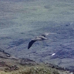 Stercorarius longicaudus