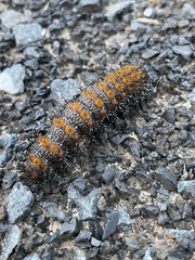 Hemileuca maia maia