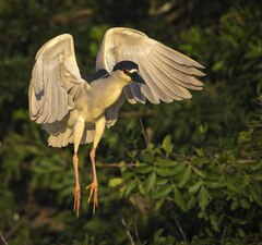 Nycticorax nycticorax image