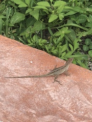 Anolis sagrei