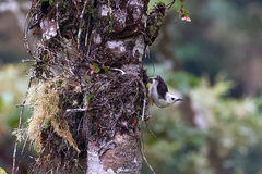 Campylorhynchus albobrunneus