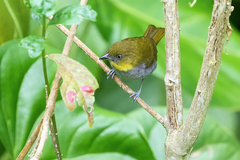 Chlorospingus flavigularis