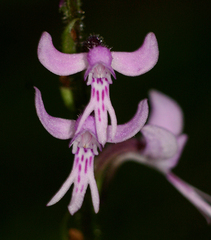 Cynorkis anisoloba