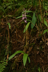 Cynorkis anisoloba