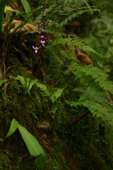 Cynorkis anisoloba