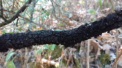Hormiscium ericae