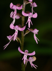 Cynorkis anisoloba