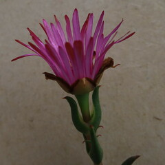 Lampranthus aduncus