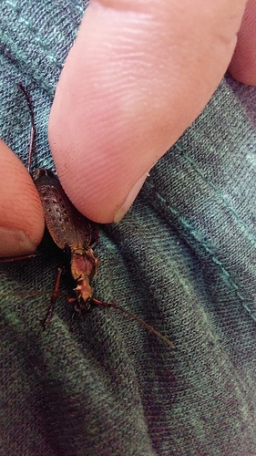 Carabus linnaei