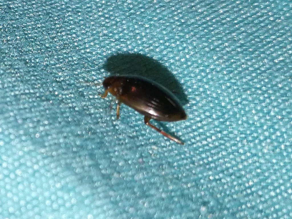Copelatus inornatus