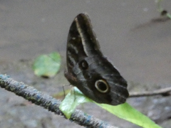 Caligo idomeneus
