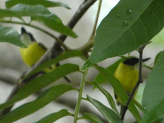 Todirostrum nigriceps