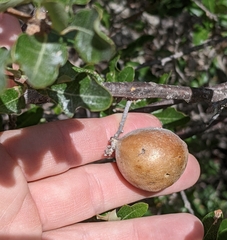 Disholcaspis pruniformis