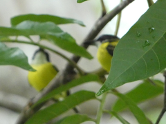 Todirostrum nigriceps