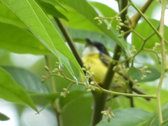 Todirostrum nigriceps