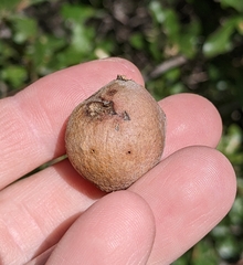 Disholcaspis pruniformis