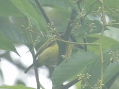 Todirostrum nigriceps