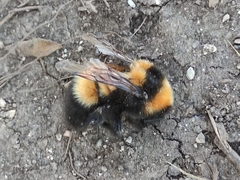 Bombus hyperboreus