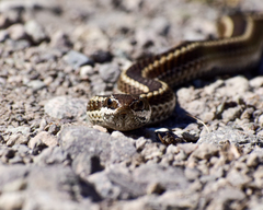 Philodryas chamissonis