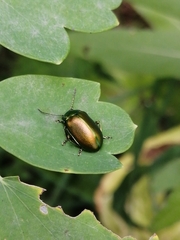 Oreina sulcata