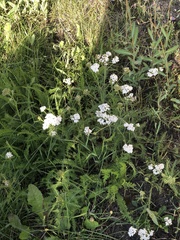 Achillea millefolium