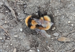 Bombus hyperboreus