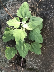 Chenopodium album album