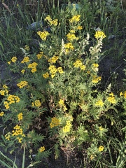Tanacetum vulgare