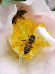 Apis cerana