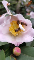 Apis cerana