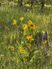 Helianthus cusickii