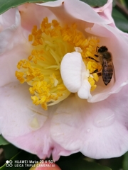 Apis cerana