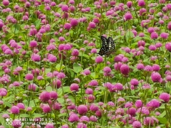 Graphium agamemnon
