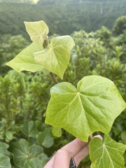 Hedera azorica