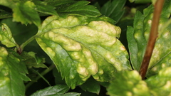 Cryptomyzus korschelti