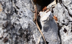 Podarcis muralis
