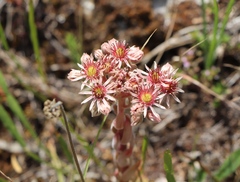 Sempervivum marmoreum