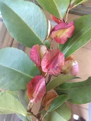 Wimmeria concolor