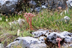 Sempervivum marmoreum