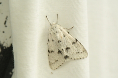 Acronicta vulpina