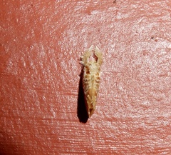 Narosa conspersa