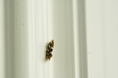 Bucculatrix canadensisella