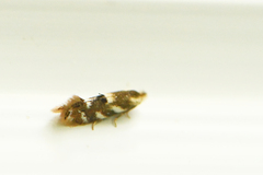 Bucculatrix canadensisella