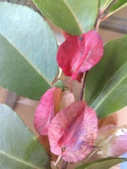 Wimmeria concolor