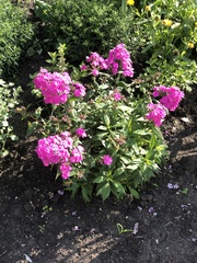 Phlox
