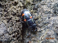 Glischrochilus japonius