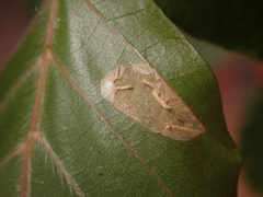 Parornix fagivora
