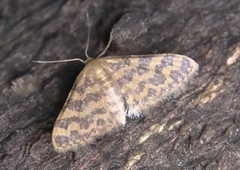 Idaea auricruda